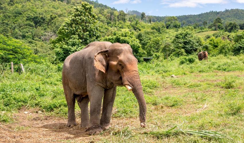Wild Park Safari Home Stay Udawalawe Exterior foto
