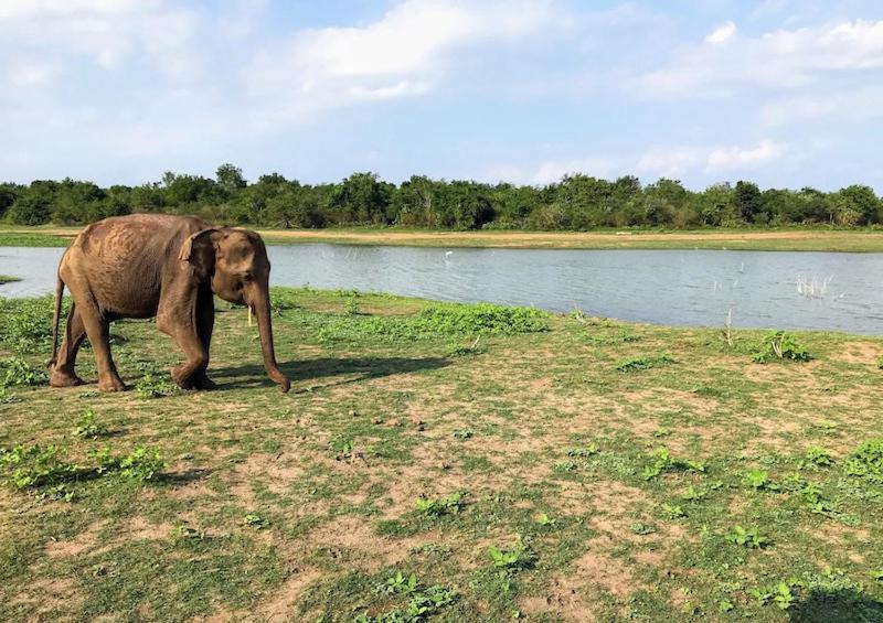 Wild Park Safari Home Stay Udawalawe Exterior foto